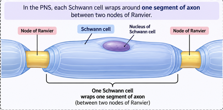 <ul><li><p>Nodes of ranvier = small gaps between sections of the myelin sheath where the axon is exposed</p></li><li><p>In the PNS, each Schwann cell wraps around one segment of axon between two nodes of ranvier</p><ul><li><p>Each myelinated segment is about 1 mm long and can have up to 100 layers of myelin</p></li></ul></li><li><p>The amount of myelin increases from birth to maturity</p><ul><li><p>More myelin allows nerve impulses to travel much faster</p></li></ul></li><li><p>Multiple Sclerosis involves the immune system attacking and destroying myelin, which interferes with normal nerve conduction</p></li></ul><p></p>