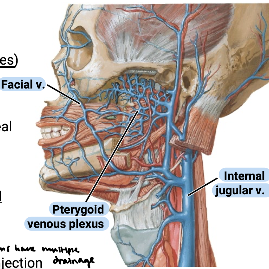 <ol><li><p>Blood/nutrient supply to the teeth</p></li><li><p>Spread of infection (especially so because veins have multiple drainage)</p></li><li><p>Vascular injury during anesthetic injection</p></li><li><p>Inadvertent intravascular injection of anesthetic</p></li></ol><p></p>