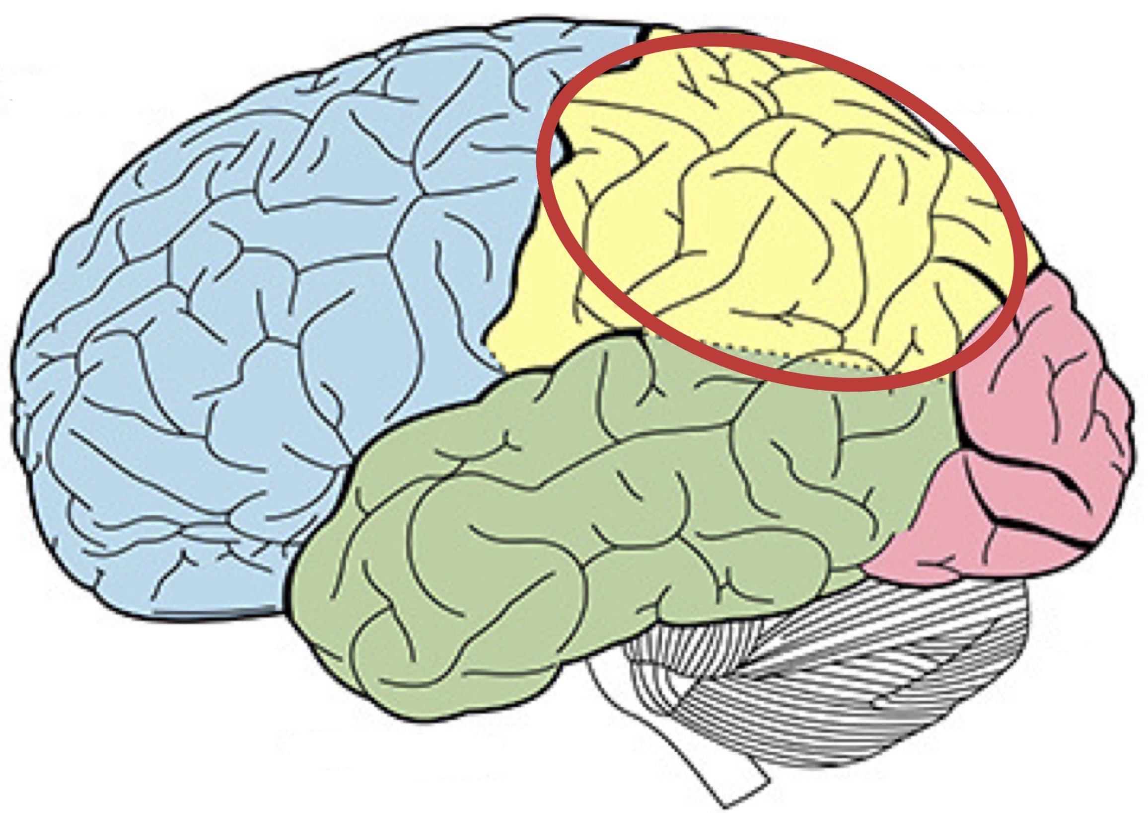 <p><strong>Name the following part of the brain</strong></p>
