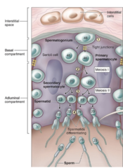<p>What hormones influence spermatogenesis?</p>