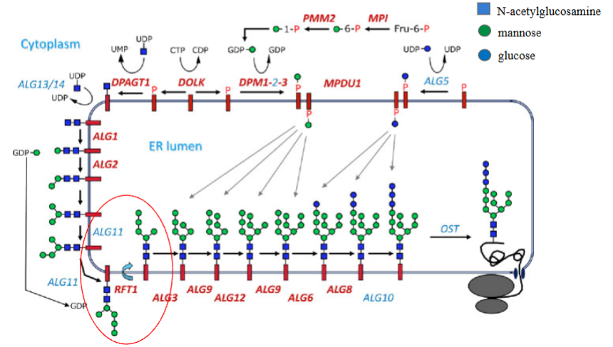 <ol><li><p>initial sugars (N-acetulglucosamine and mannose) added to dolichol on cytosolic side of ER</p></li><li><p>partial oligo-chain ”flips” across membrane of ER</p></li><li><p>additional sugars (mannose and glucose) added within lumen of ER</p></li></ol><p></p>