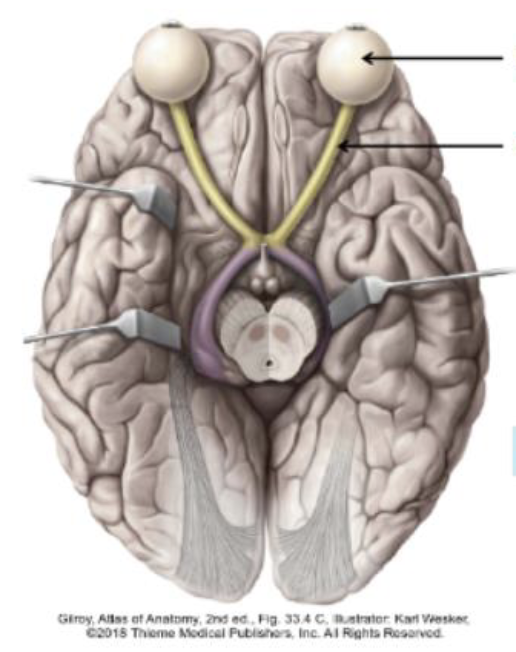 <p>Identify + describe the nerve </p>