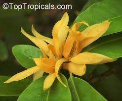 <p>Native to South and Southeast Asia including the Philippines; conservation status: not endangered. Most easily identified by its intensely fragrant, creamy yellow to orange flowers that are highly valued in perfumery and religious offerings, along with its tall, elegant form and evergreen glossy foliage.</p><p>A medium to large evergreen tree typically growing 15–30 meters tall with a straight trunk and narrow to moderately broad crown about 8–15 meters wide. Trunk is 0.5–1 meter in diameter with gray to brown bark that is smooth when young and becomes slightly fissured with age. It develops a deep taproot with lateral roots for stability. Branching begins above human height, forming an upright, columnar to rounded canopy. Leaves are simple, alternate, elliptic to lanceolate (10–25 cm long), with smooth margins, glossy surface, and pinnate venation. Flowers are solitary to few, creamy yellow to orange, highly fragrant, 5–7 cm wide, with narrow elongated petals. Fruits are aggregate clusters of small follicles containing seeds, turning reddish when mature and opening to release seeds dispersed by birds.</p><p>Widely used for perfumery (essential oil production), religious offerings, ornamental planting, and cultural landscaping due to its strong fragrance. No significant toxicity reported. In landscape applications, it is best suited for gardens, temples, resorts, and sensory landscapes where fragrance is a key feature; it should be placed in sheltered, spacious areas to allow full crown development and reduce wind damage, making it an excellent premium accent and heritage ornamental tree.</p>