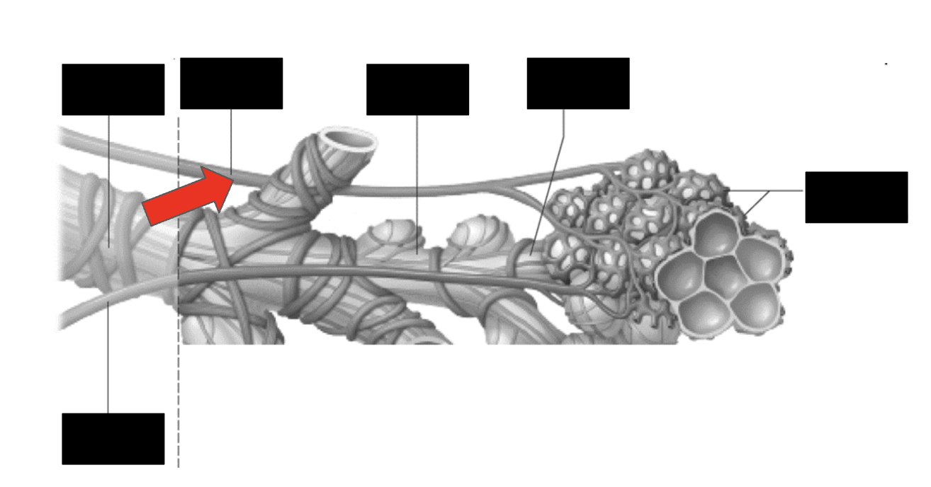 <p>Identify the highlighted structure</p>