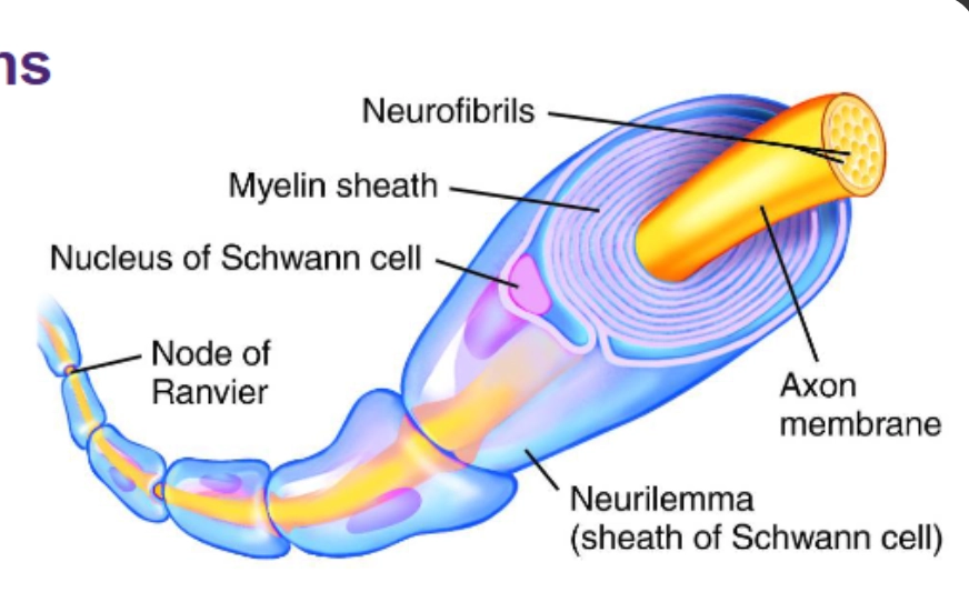 <ul><li><p>saltatory conduction - action potentials jump from node to node</p></li><li><p>gaps between myelin</p></li><li><p>action potentials jump from nodes</p></li></ul><p></p>