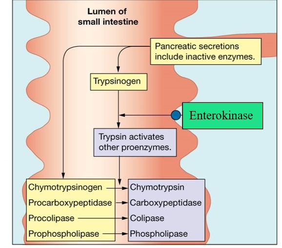 <p>trypsinogen also secreted from pancreatic duct with an anti enzyme to prevent ductal damage</p><p>This allows other enzymes to be digested </p>