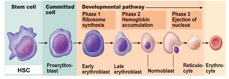 <p>How long does red-blood-cell maturation take in the lecture example?</p>