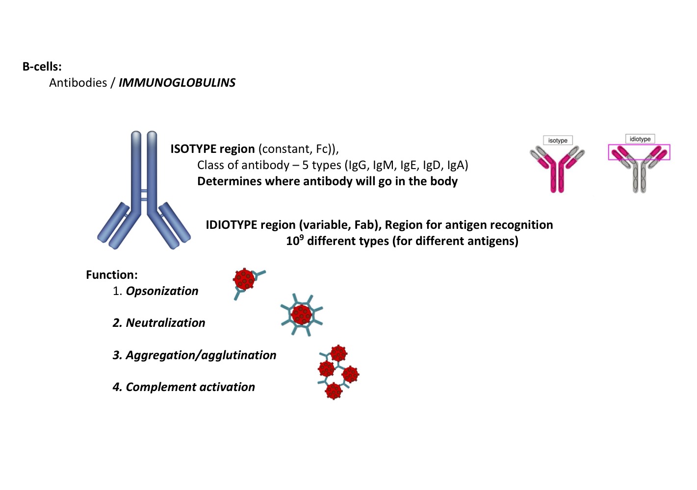 <ul><li><p><strong>ISOTYPE region → </strong>(a more constant region, Fc)), → what can stick to more different type (NOT binding to antigens)</p><ul><li><p>→ ( <strong><mark data-color="blue" style="background-color: blue; color: inherit;">Class of antibodies = 5 Types</mark></strong></p></li><li><p><strong><mark data-color="blue" style="background-color: blue; color: inherit;">→ Ex: IgG, IgM, IgE, IgA, IgD) → they come from Short-lived plasma cells (Dr. L)</mark></strong></p></li></ul></li></ul><p></p><ul><li><p>IDIOTYPE region (variable, Fab)</p></li><li><p>Region for antigen recognition 10^9 different types (for different antigens)</p></li></ul><p></p><ul><li><p><strong><u>FUNCTION:</u></strong></p><ul><li><p><strong><em>1. Opsonization</em></strong></p></li><li><p><strong><em>2. Neutralization (takes a lot of antibodies to do this)</em></strong></p></li><li><p><strong><em>3. Aggregation/agglutination</em></strong></p></li><li><p><strong><em>4. Complement activation</em></strong></p></li></ul></li></ul><p></p><ul><li><p>EX: (Dr. L) → Coughing only on the mucosal surface area, killing → will have isotype like IgA -= musical antibody or if its something in my bloodstream → will actually produce IgG or IgM</p></li><li><p>Systemic = when a pt goes into sepsis (multi-organ failure)</p></li></ul><p></p>