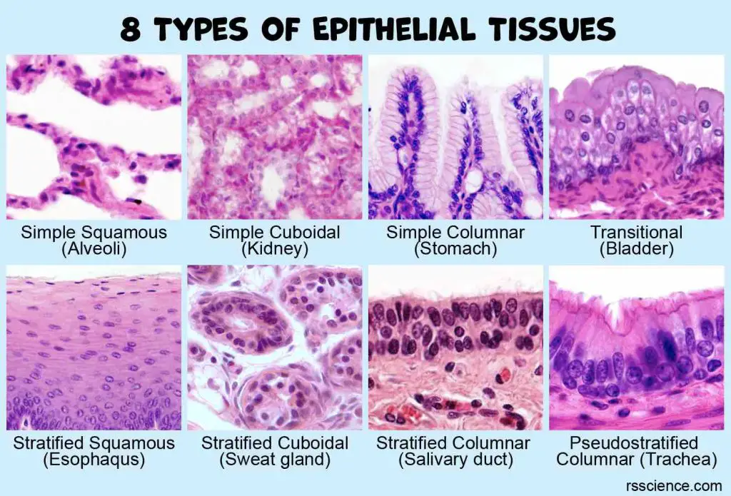 <p>Epithelial Tissue</p>