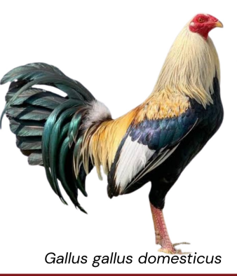 <ul><li><p>Cockfighting, breeding, utility</p></li><li><p>USA</p></li><li><p>Strong, muscular body, aggressive nature, excellent stamina, agility, glossy plumage, alert and intelligent</p></li></ul><p></p>