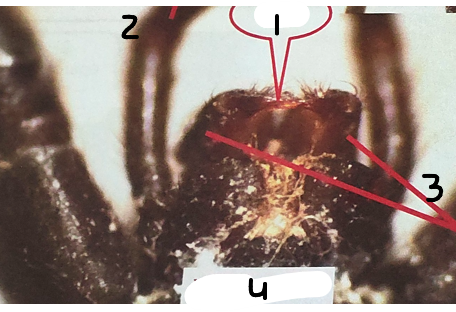 <p>what is point 2 on this spider </p>