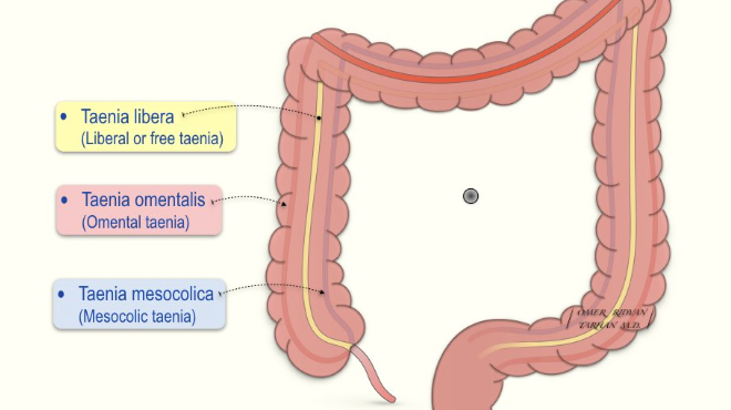 <p><span>Epiploic appendages are small, fat-filled, serosa-covered pouches that project from the colon's surface, mostly bordering the taeniae libera and omentalis</span></p>