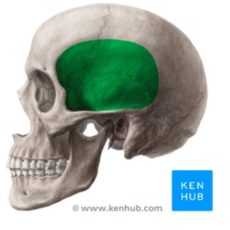 <p>shallow depression on the side of the skull bounded by temporal lines </p><p>terminates below the level of the zygomatic arch</p>