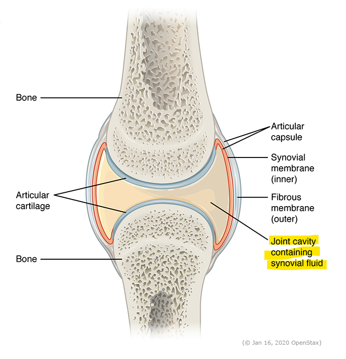 <p>what is found between the end of a bone in a synovial joint</p>