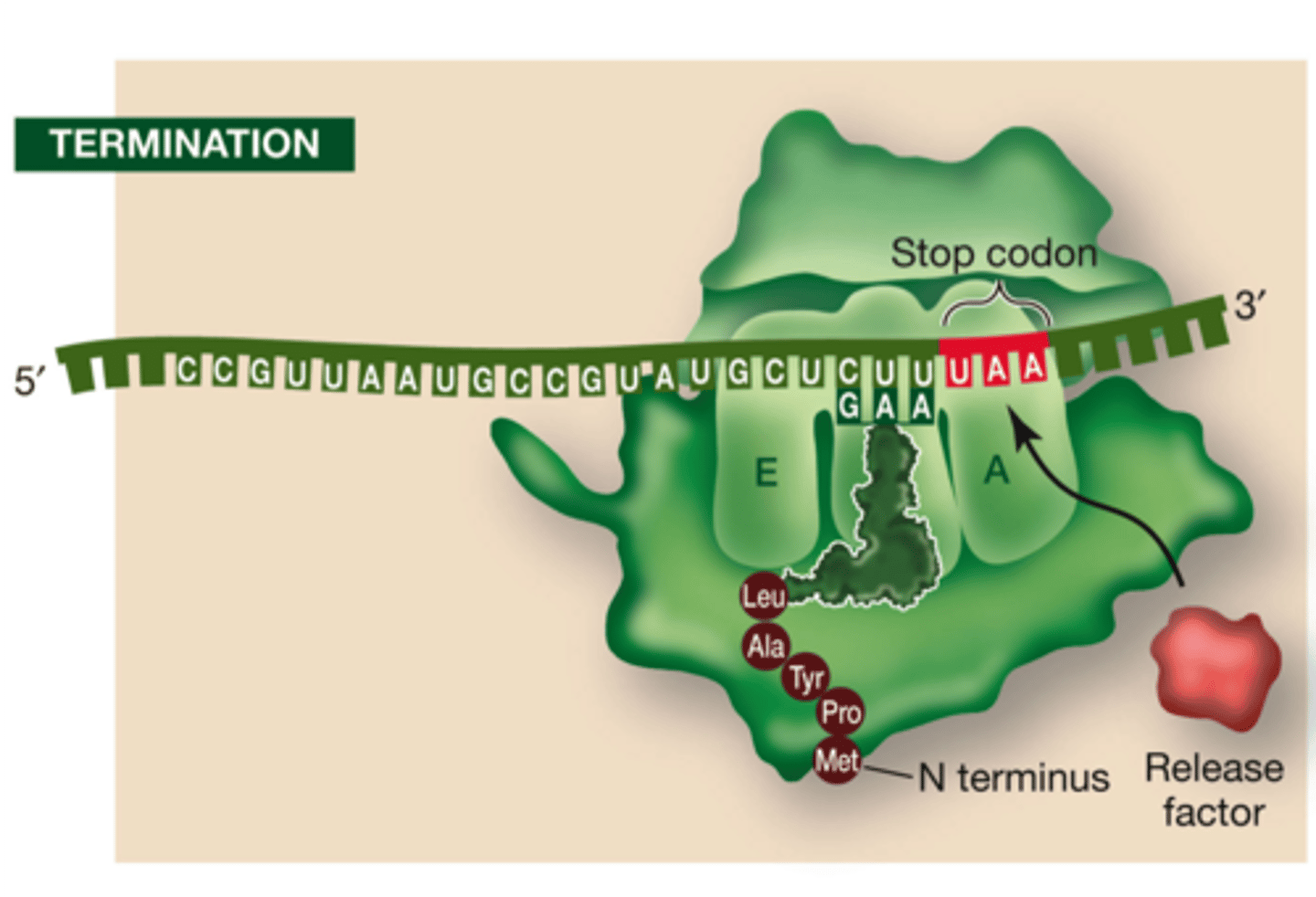 <p>Proteins that can trigger termination of RNA translation when a ribosome reaches a stop codon.</p>