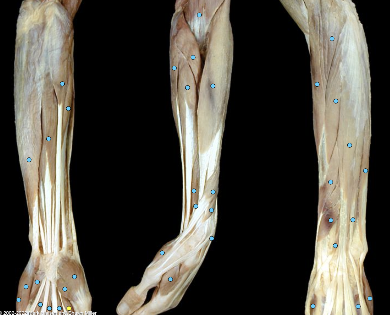 knowt flashcard image