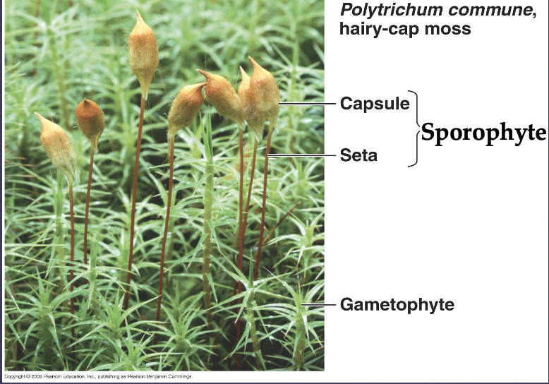 <p>Moss specimen. The brown and green is the haploid gametophyte. The antenna-things are diploid sporophyte.</p>