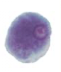 <p>What Amaeba is this?</p>