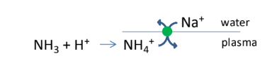 <ul><li><p>diffusion into the environment (across body / gills)</p></li><li><p>excretion in filtrate/urine</p></li><li><p>Ammonium (NH+4) / sodium exchangers </p></li></ul><p></p>