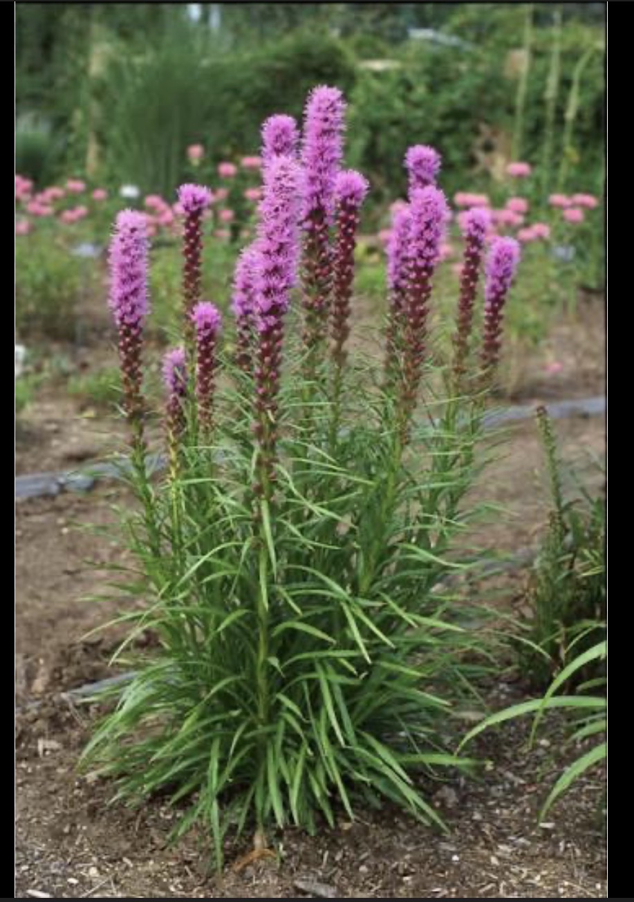 <p>dense blazing star</p>