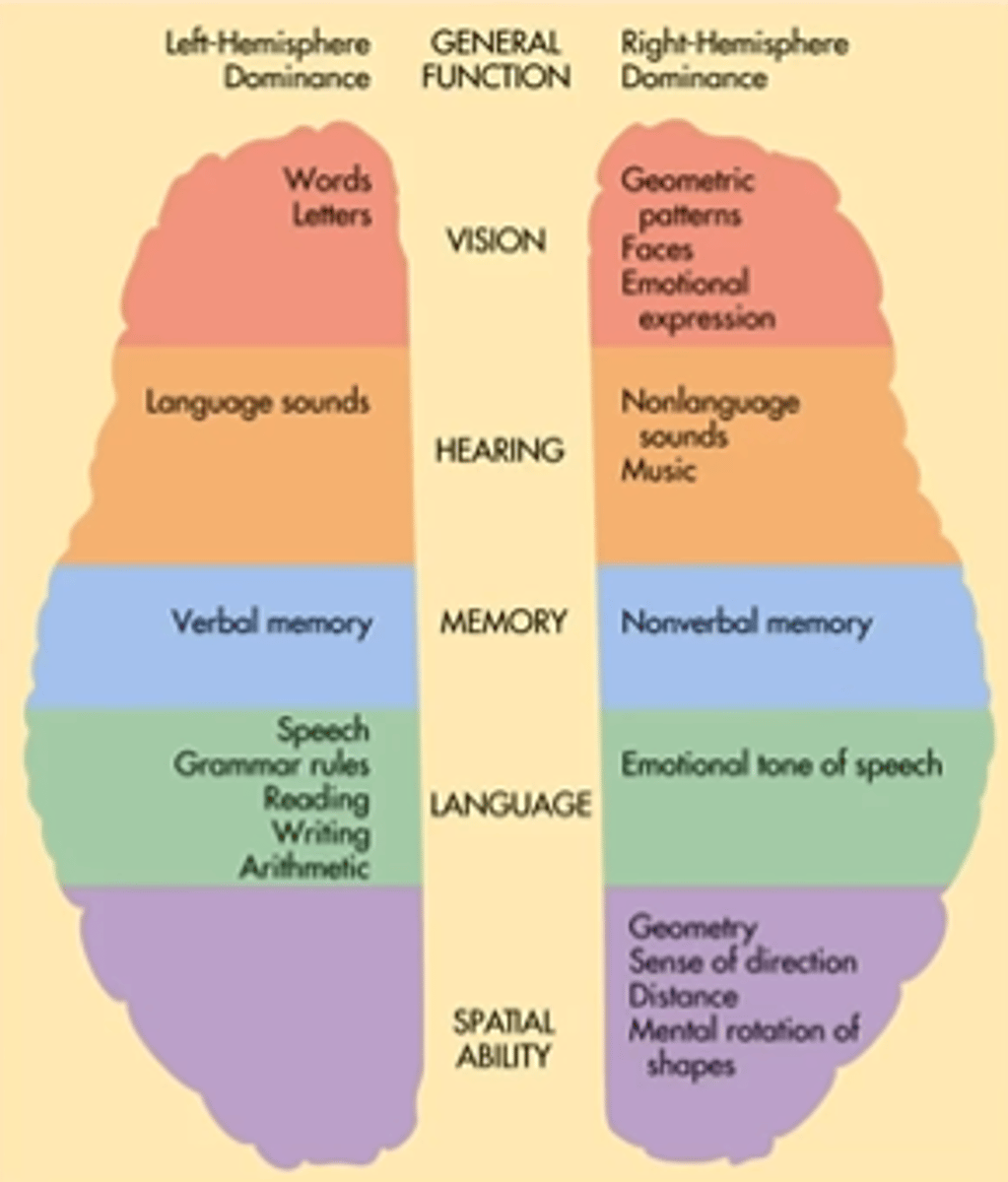 <p>- tendency of each of the brain's hemispheres to have <strong>specialized functions</strong>.</p>