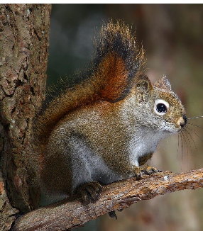 <p>American red squirrrel </p>