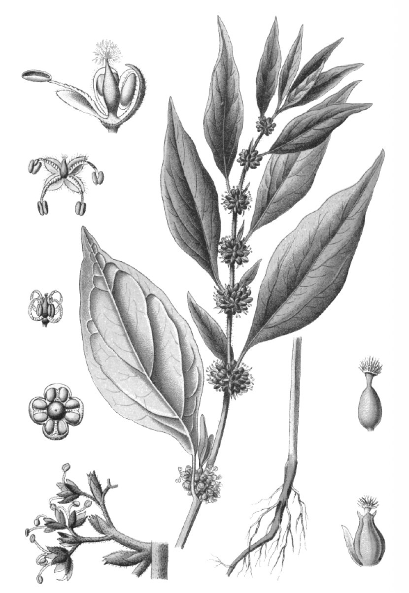 <p>Pariétaire</p><p>Parietaria officinalis</p><p>URTICACEE</p>