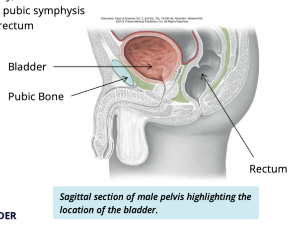 <ul><li><p>posterior to pubic symphysis</p></li><li><p>anterior to rectum </p></li></ul><p></p>
