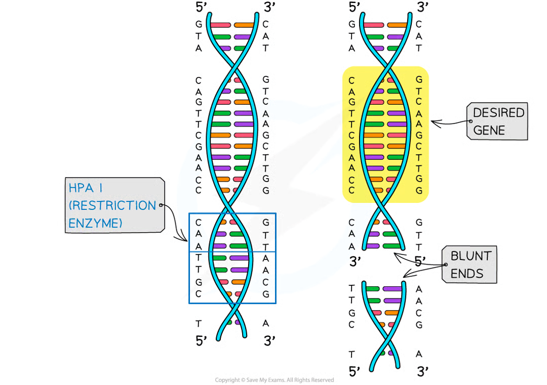 <p>nucleotides can be added to make stickye nds</p>