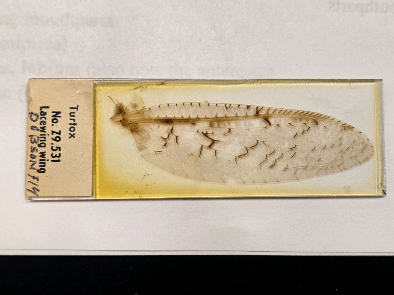 <p>What is this wing? name a fact.</p>