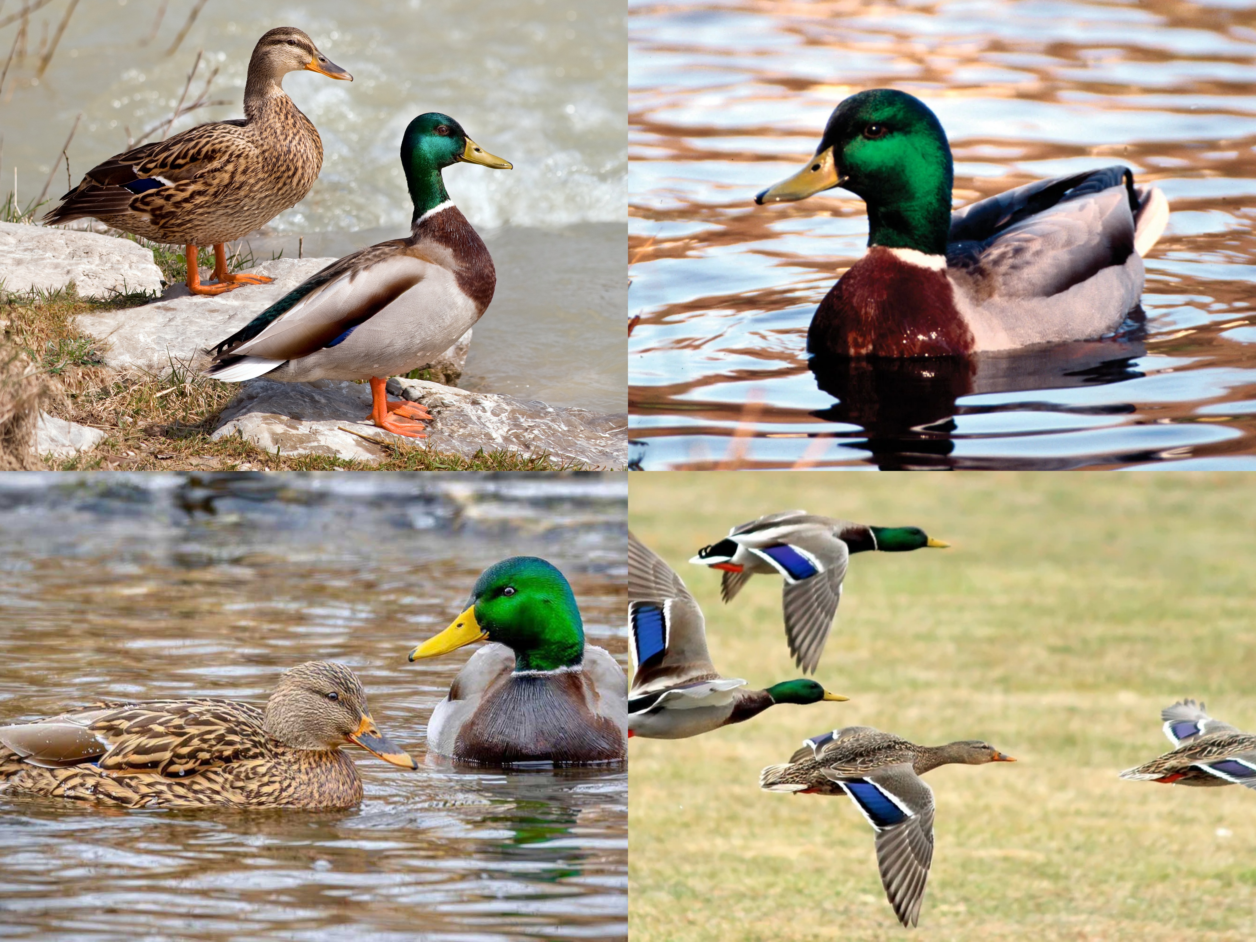 <p>Order: Anseriformes</p><p>CN: Mallard</p><p>Alpha Code: MALL</p>