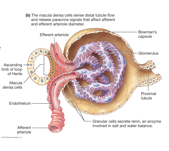 <p>Filtration takes place in the glomerulus</p>
