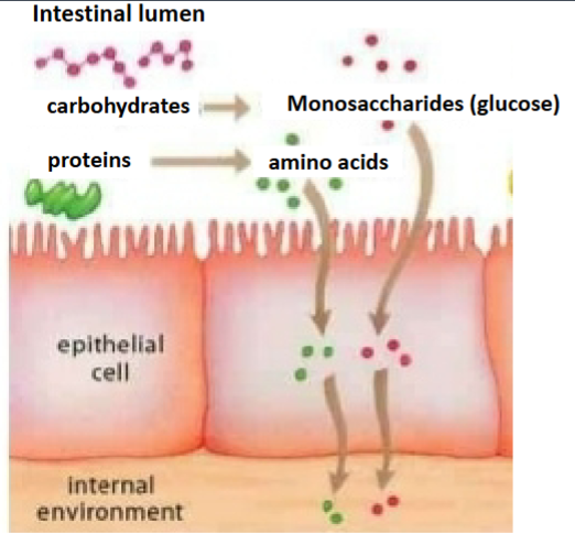 <p>critical for normal cell function, locomotion and formation of immune synapse, polarization of epithelial cells also acts as a tumor suppressor</p>