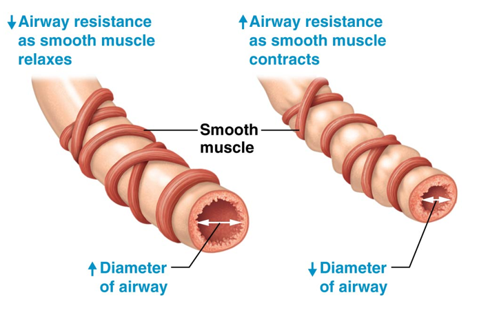 <p>Controlled by smooth muscle contraction and relaxation </p><ul><li><p>Relaxation (<strong>Bronchodilation</strong>) → increases the diameter of bronchioles </p><ul><li><p>Decreases airway resistance and increases airflow</p></li></ul></li><li><p>Contraction (<strong>Bronchoconstriction</strong>) → decreases the diameter of bronchioles</p><ul><li><p>Increases airway resistance and decreases airflow  </p></li></ul></li></ul><p></p>