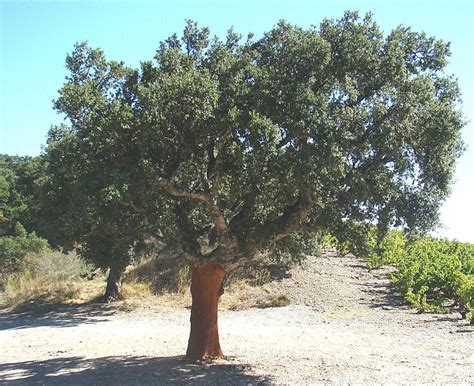 <p>Thick Bark - Fire protection</p>