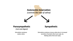 <p>Parasympathetic: Stimulation produces watery saliva</p><p>Sympathetic: Stimulation produces viscous saliva due to secretion of proteins like mucin, IgA, etc. Making saliva thick and ropey.</p>
