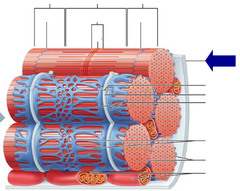 <p>plasma membrane of a muscle fiber, has a -90 mv resting potential</p>