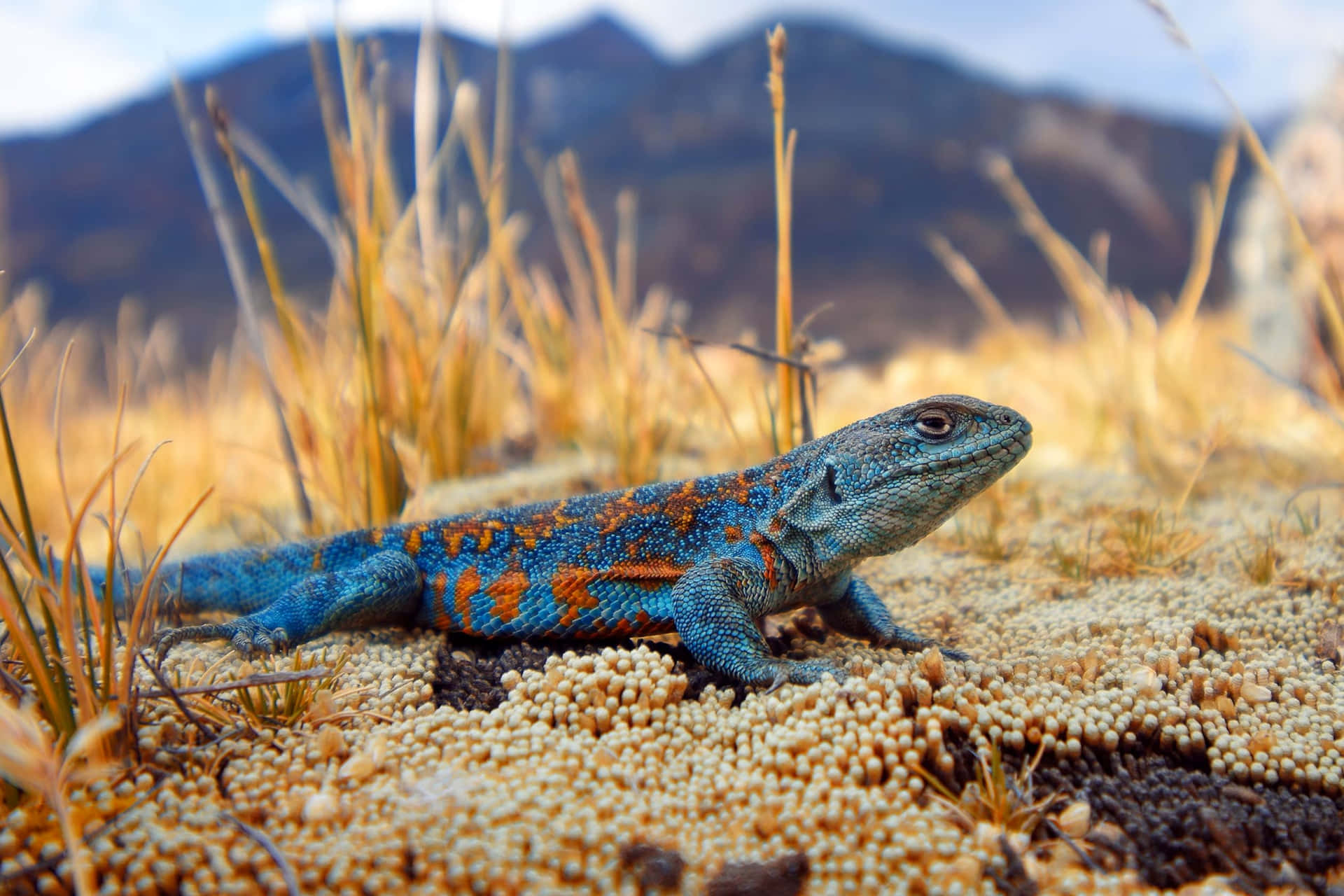 <p>Lizard</p>