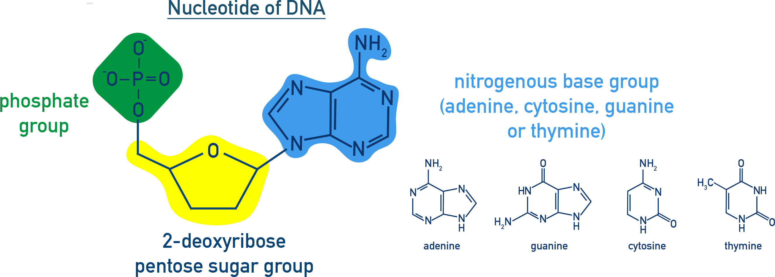 <p>monomer made up of PO<sub>4</sub><sup>3-</sup> bonded to 2-deoxyribose in turn bonded to 1 of 4 bases </p>