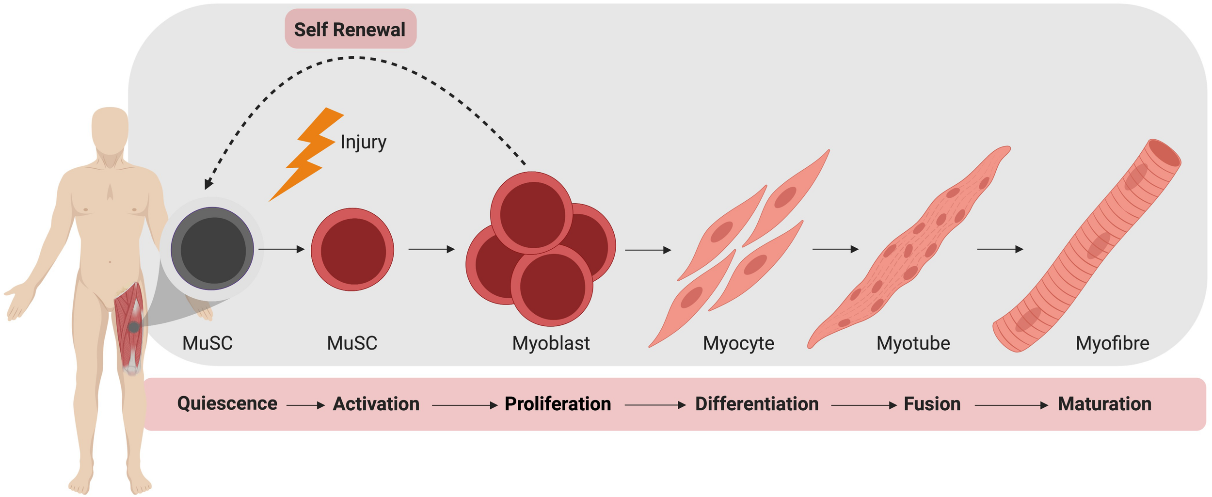<p>muscle regeneration</p>