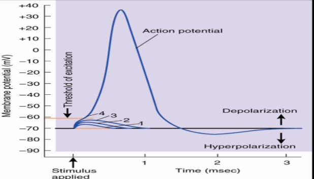 <p>-70mV, distribution of ions</p>