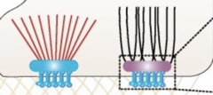 <p>What are these structures?</p>