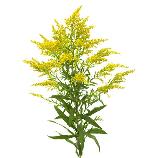 <p>What is the common name for this plant?</p>