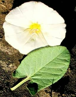 <p>Identify the weed</p>