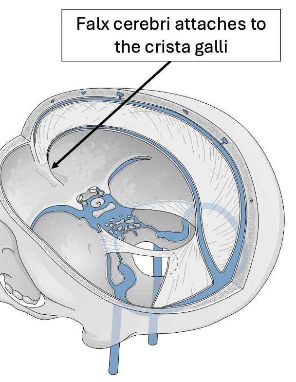 <p>A. crista galli</p><p>B. ethmoid bone</p>