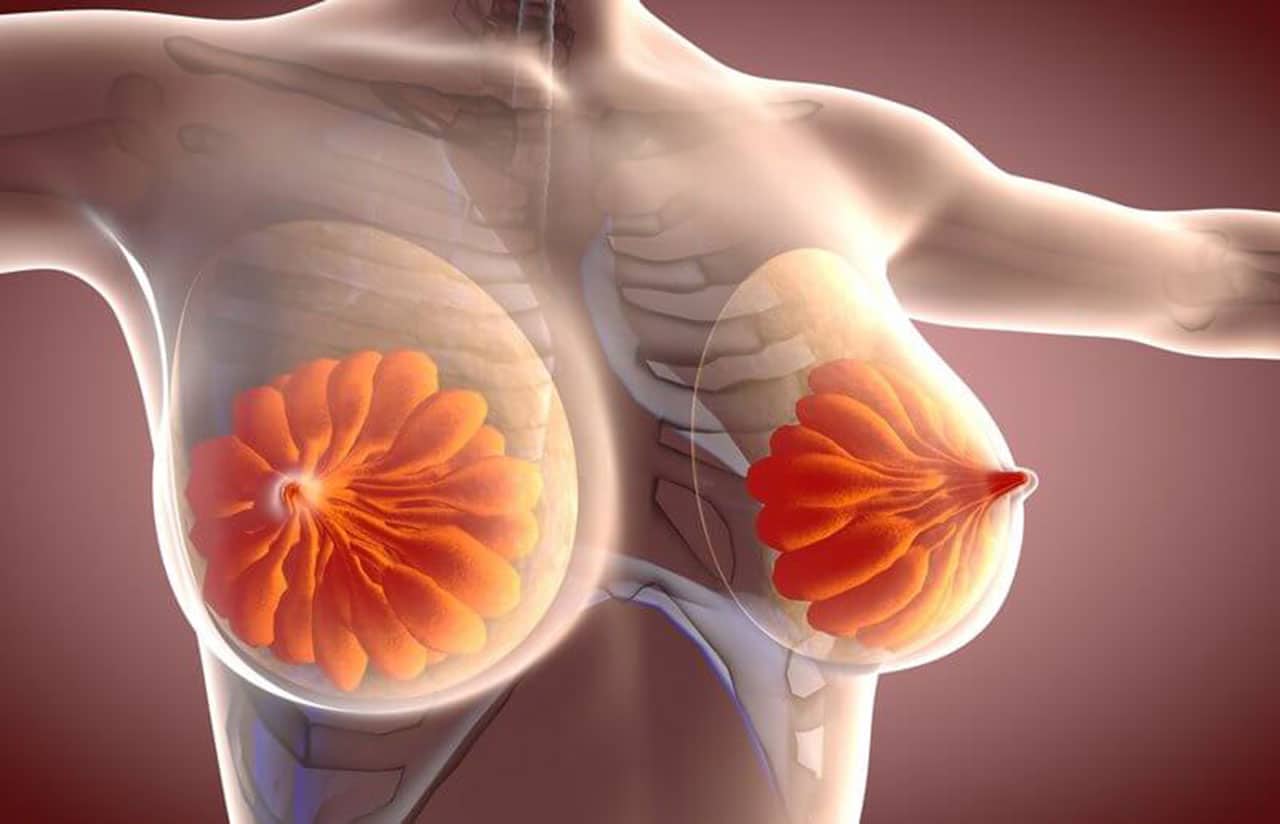 <p>mammary </p>