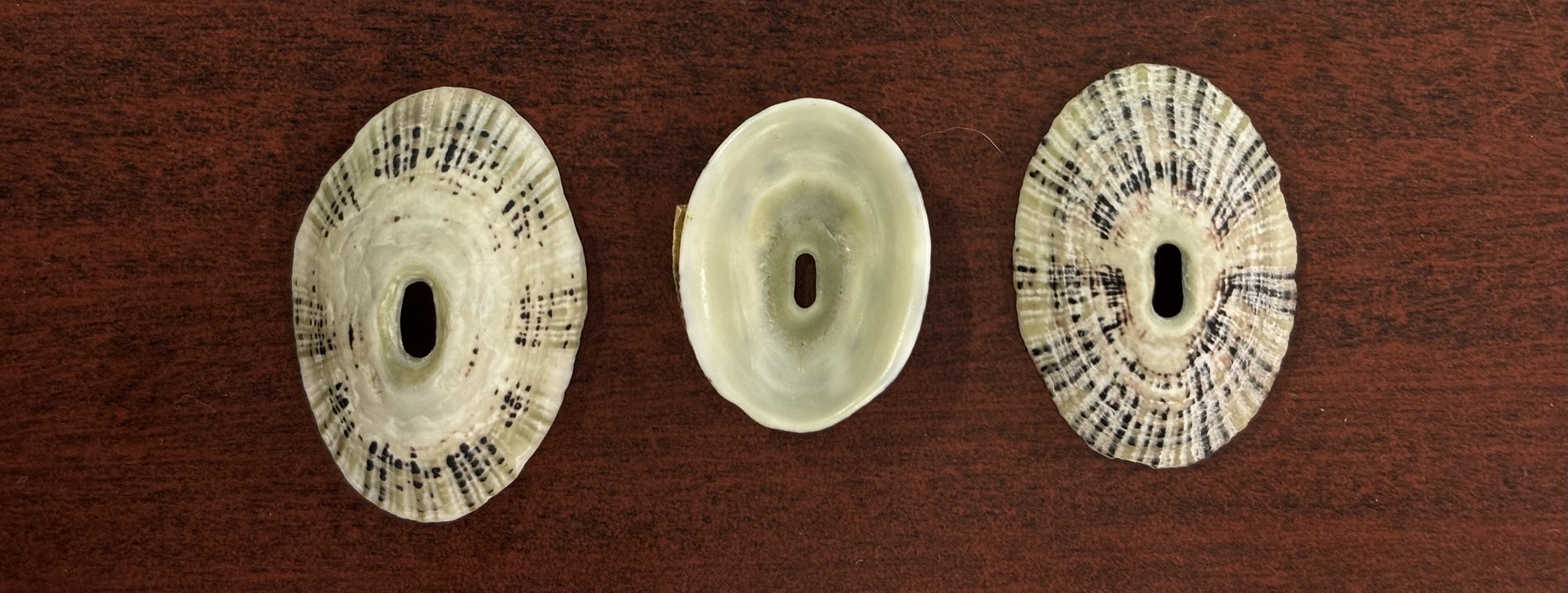 <p><strong>FILO<br>CLASE</strong><br><strong>SUBCLASE</strong><br><strong>FAMILIA</strong><br><strong>GÉNERO</strong><br><strong>NOMBRE COMÚN<br>CARACTERÍSTICAS</strong><br><strong>RÁDULA<br>ALIMENTACIÓN <br>HÁBITAT</strong></p>