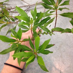 <p>woody shrub</p>
