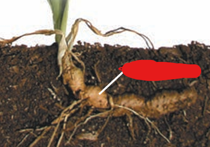 <p>What modified stem is this?</p>