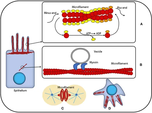 <p>Made of actin they are thin filiments composed of two strands intertwined, they support cell shape, help change cell shape, and assist endo/excoytocis</p>